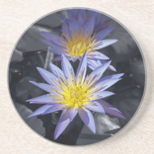 Tropical Waterlily Floral Botanical Design Sandstone Coaster