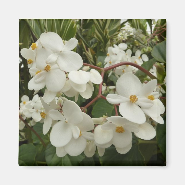 Tropical White Begonia Floral Magnet (Front)