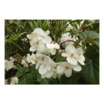 Tropical White Begonia Floral Photo Print