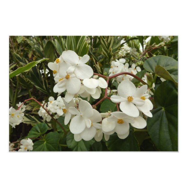 Tropical White Begonia Floral Photo Print (Front)