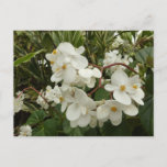 Tropical White Begonia Floral Postcard