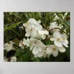 Tropical White Begonia Floral Poster
