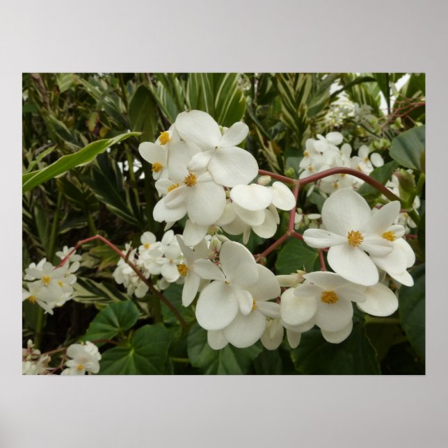 Tropical White Begonia Floral Poster (Front)