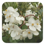Tropical White Begonia Floral Square Sticker
