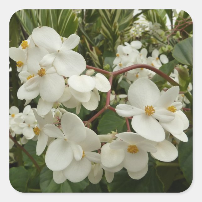 Tropical White Begonia Floral Square Sticker (Front)