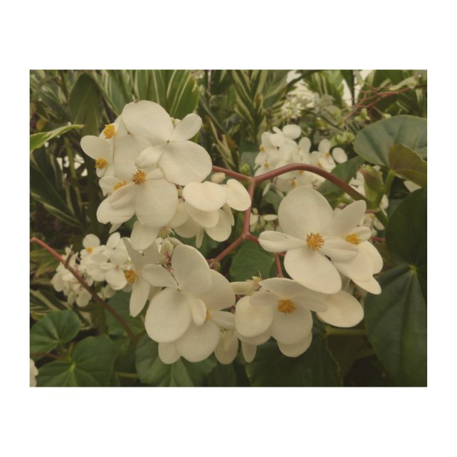 Tropical White Begonia Floral Wood Wall Art (Front)