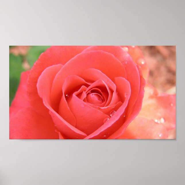 tropicana_rose-1920x1080 TROPICANA ROSE PINK BEAUT Poster (Front)