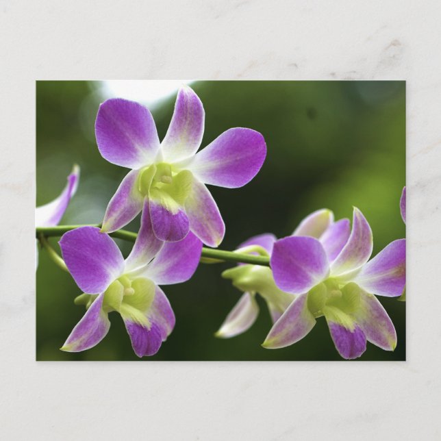 Trorpical Orchids Bloom Postcard (Front)