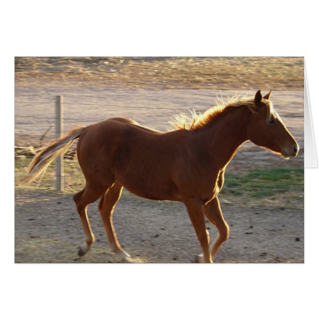 Trot On Cards (Front Horizontal)