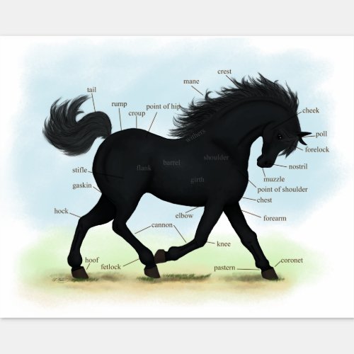 Trotting Black Horse Equine Anatomy Chart Sticker