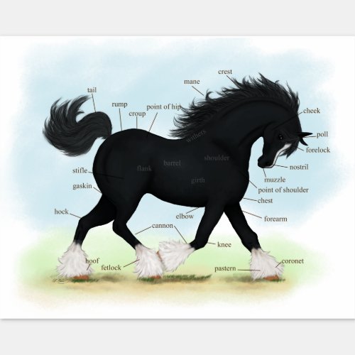 Trotting Black Shire Horse Equine Anatomy Chart Sticker