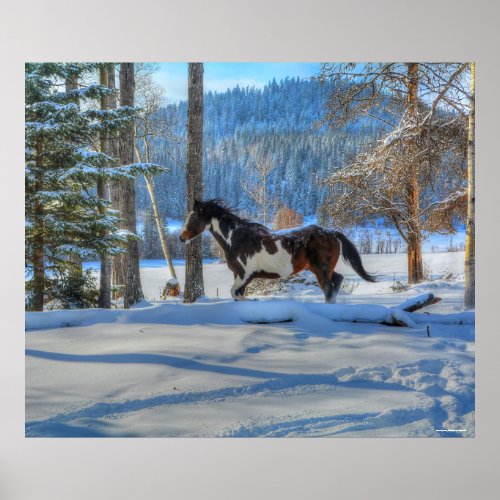 Trotting Pinto Paint Stallion  Winter Snows Poster