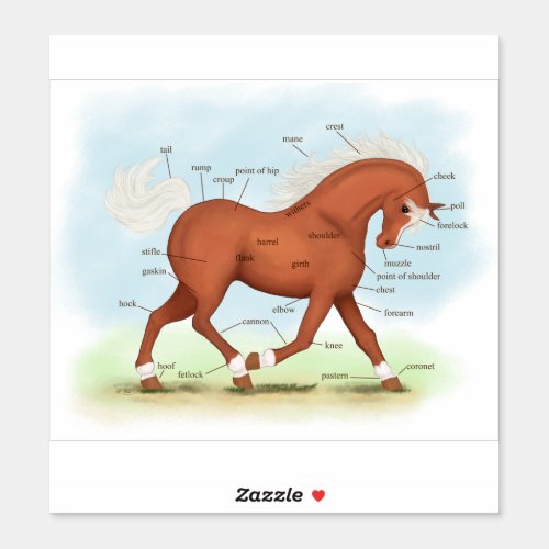 Trotting Sorrel Horse Equestrian Anatomy Chart Sti Sticker