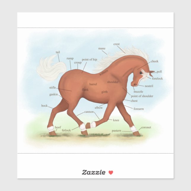 Trotting Sorrel Horse Equestrian Anatomy Chart Sti Sticker (Sheet)