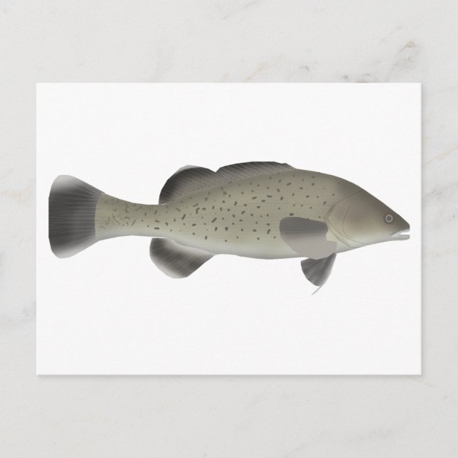 Trout Cod Postcard (Front)