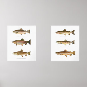 Trout Fish Art Print Set of 2 Fishing Decor
