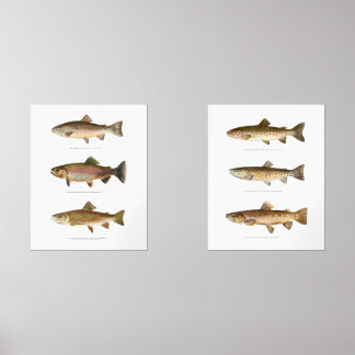 Trout Fish Art Print Set of 2 Fishing Decor