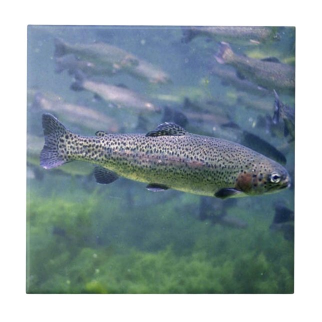 Trout fishermens gifts ceramic tile (Front)