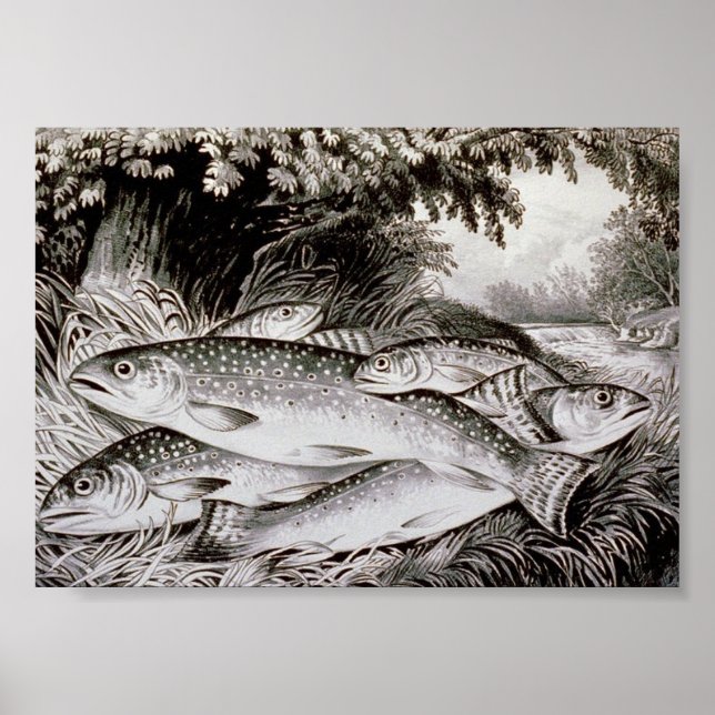 Trout Fishing Vintage Image Poster (Front)