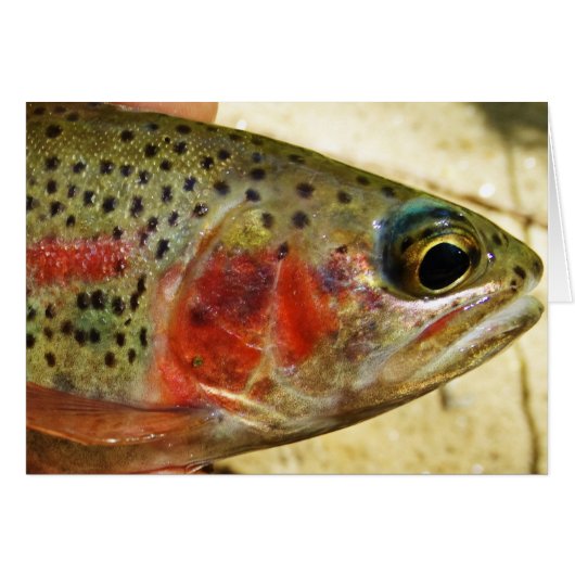 Trout in Hands Cards (Front Horizontal)