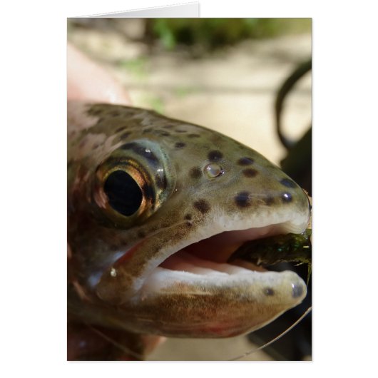 Trout in Hands Cards (Front)