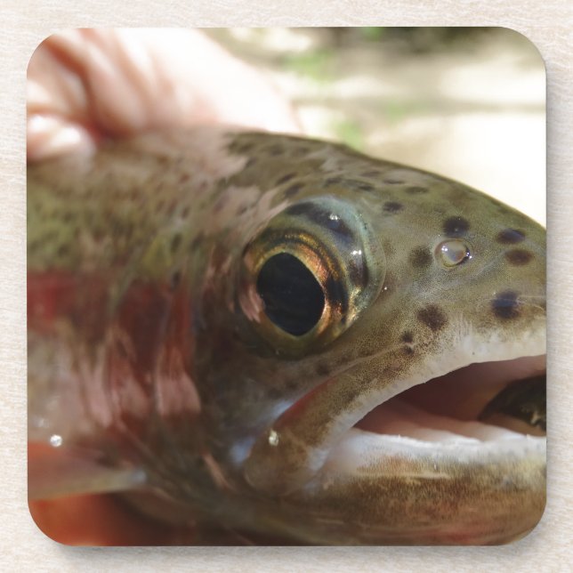 Trout in Hands Drink Coaster (Front)