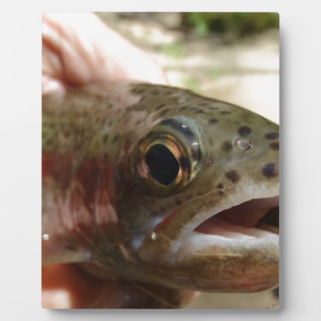 Trout in Hands Plaque (Front)