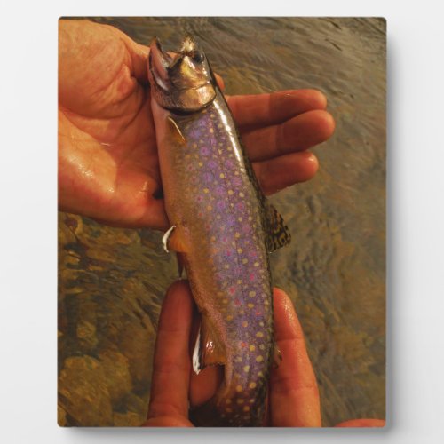 Trout in Hands Plaque