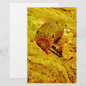 Trout in stream (Front/Back)