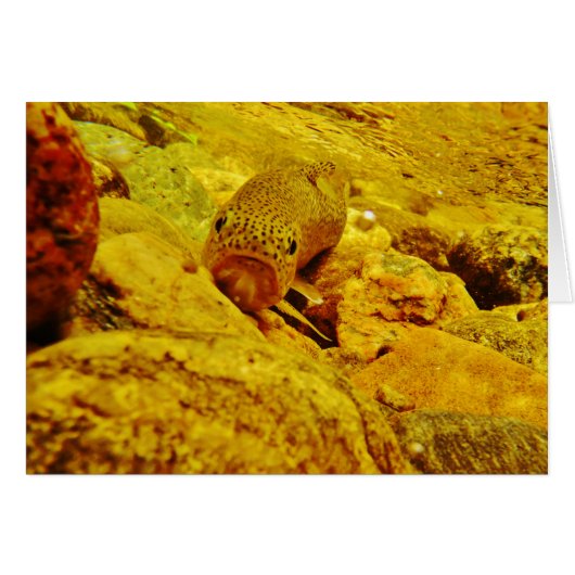 Trout in stream cards (Front Horizontal)