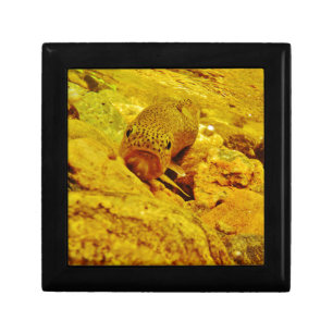 Trout in stream keepsake box
