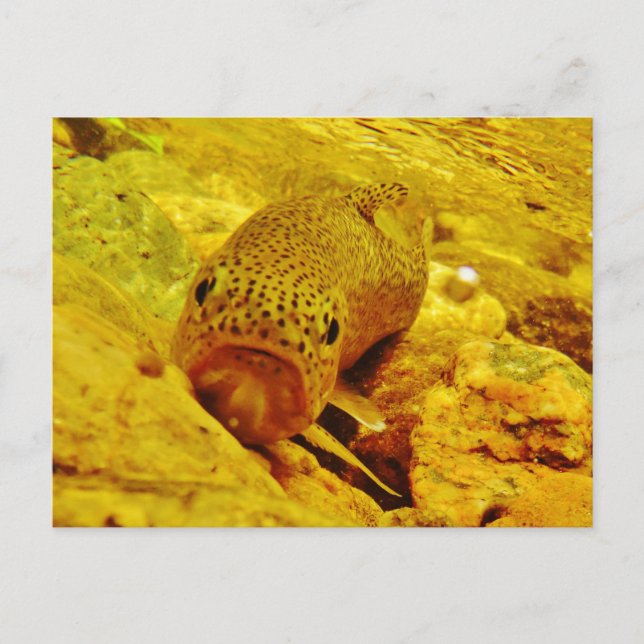 Trout in stream postcard (Front)