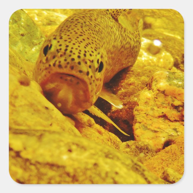 Trout in stream square sticker (Front)