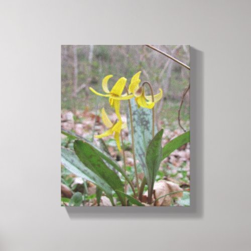 Trout lilies photo print on canvas