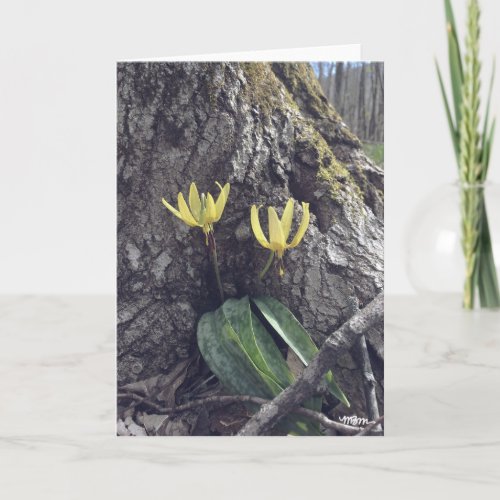 Trout Lily _ Blank Card