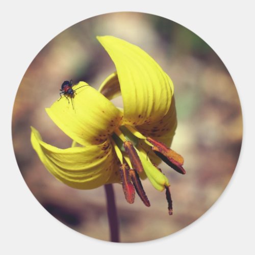 Trout Lily Flower And Friend  Classic Round Sticker