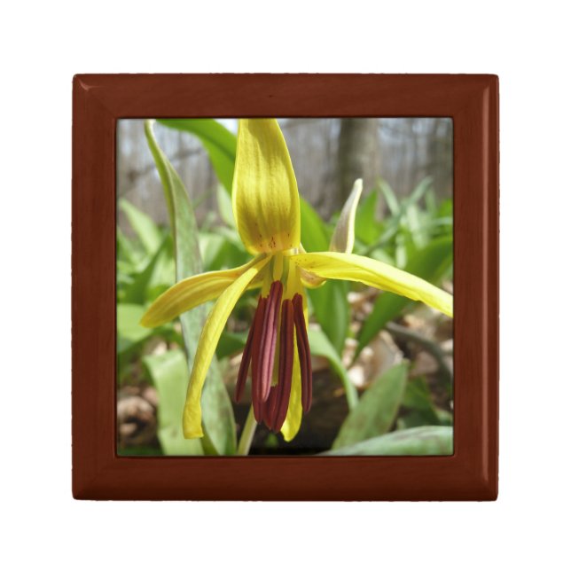 Trout lily gift box (Front)