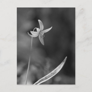 Trout Lily Postcard