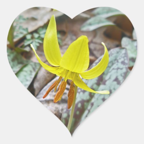 Trout Lily Wildflower _ Erythronium americanum Heart Sticker
