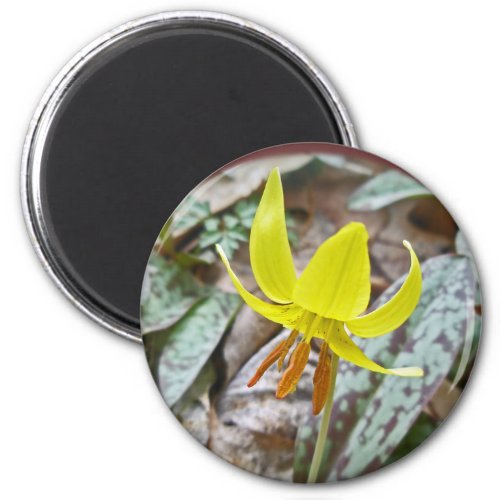 Trout Lily Wildflower _ Erythronium americanum Magnet