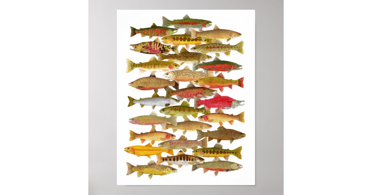 Rainbow Trout Fly Fishing Poster