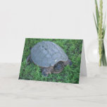 Trudging Along for Over 70 Million Years Birthday Card