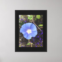 True Blue Morning Glory