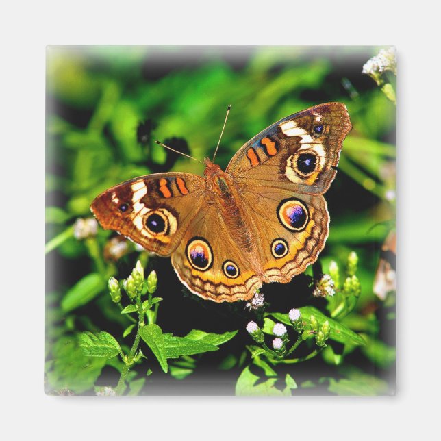True Colors - Buckeye Butterfly Magnet (Front)