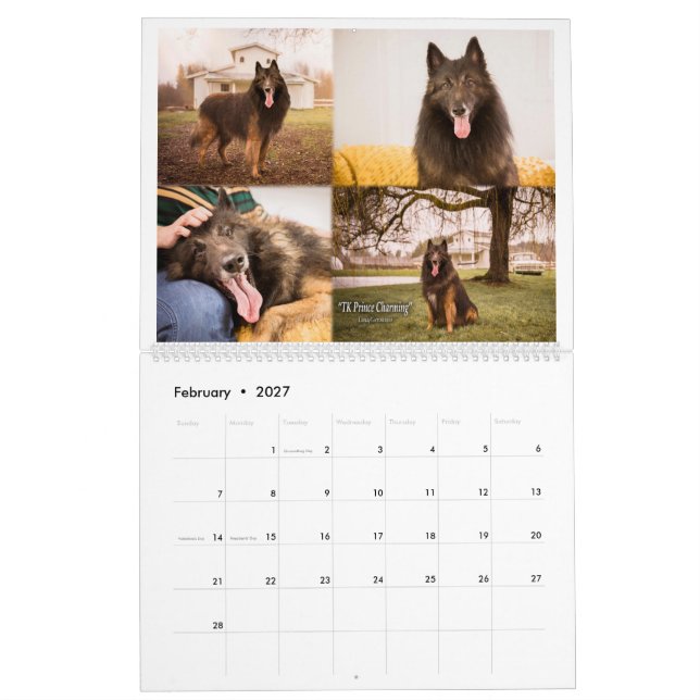 True Knight Belgian Tervuren dog/puppy Calendar (Feb 2027)