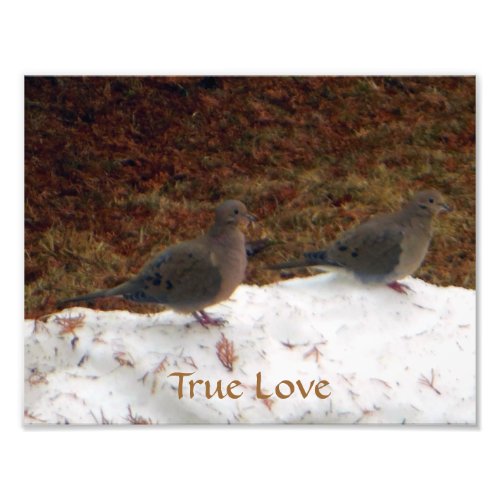 True Love Mourning Doves Photo Print