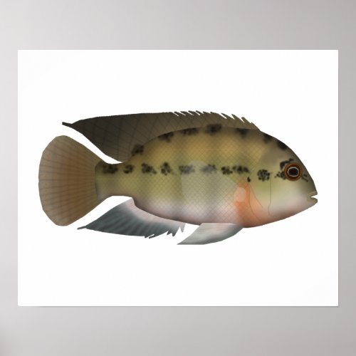 True Parrot Cichlid Poster