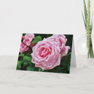 True Pink Heirloom Rose Blank Note Card