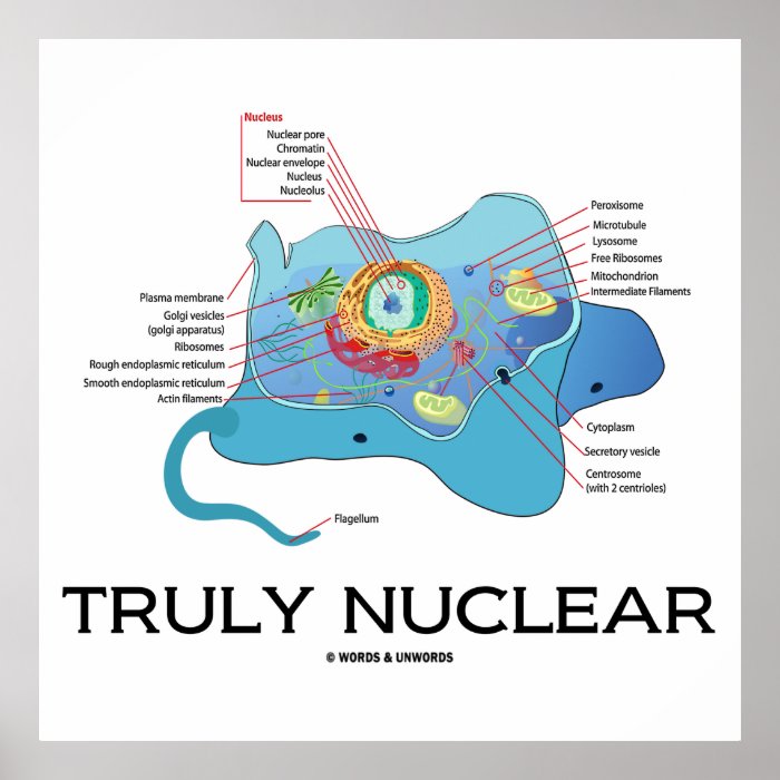 Truly Nuclear (Animal Cell Eukaryote Eukaryotic) Posters
