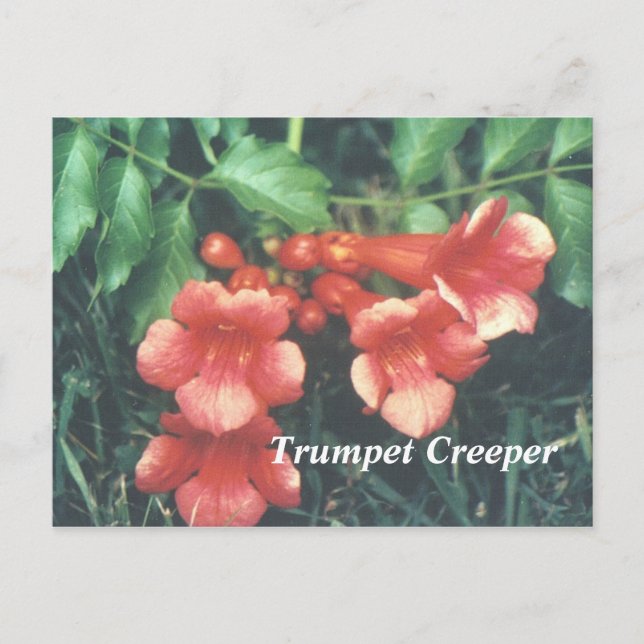 Trumpet creeper postcard (Front)